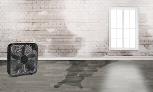 Best Basement water damage restoration  in Wolfdale, PA
